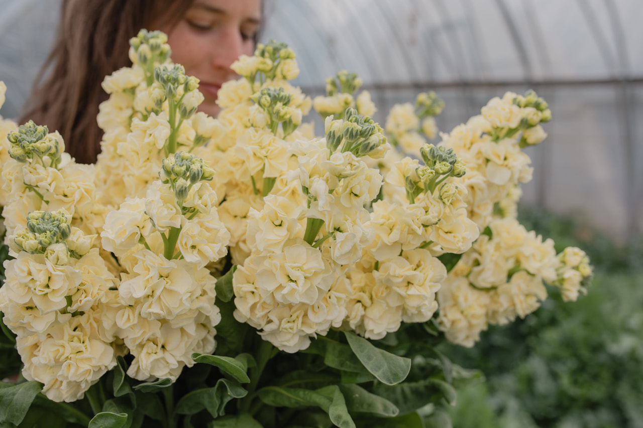 Stock StoX Yellow, Loukykvět