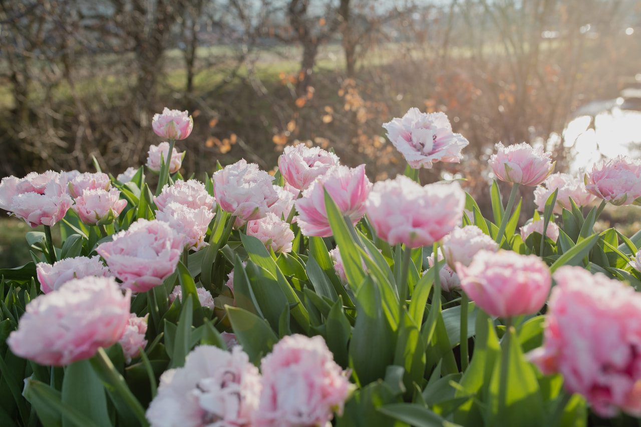 Tulppaani Sugar Crystal, Loukykvět