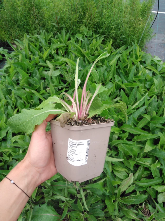 Gordolobo Sixteen Candles - 2024