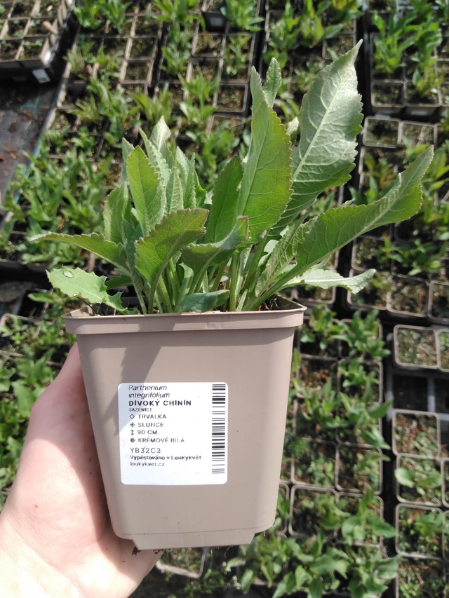 Preeriahelmikki - 2024