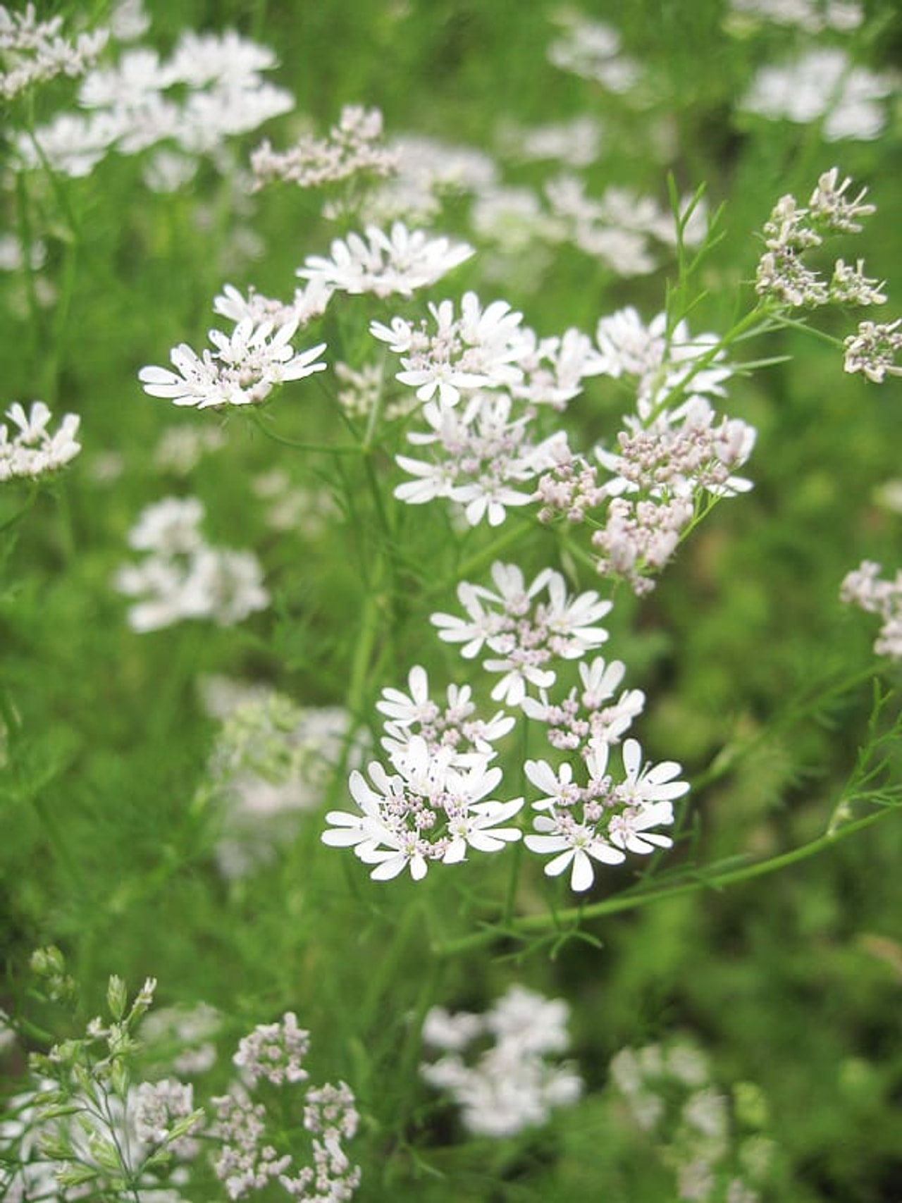 Cilantro, Loukykvět