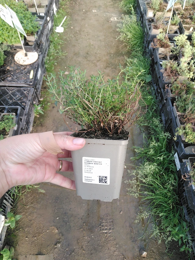 Tomillo German Winter - 19. 8. 2025