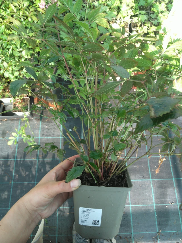 Jaloangervo Gloria Purpurea - 11. 7. 2025