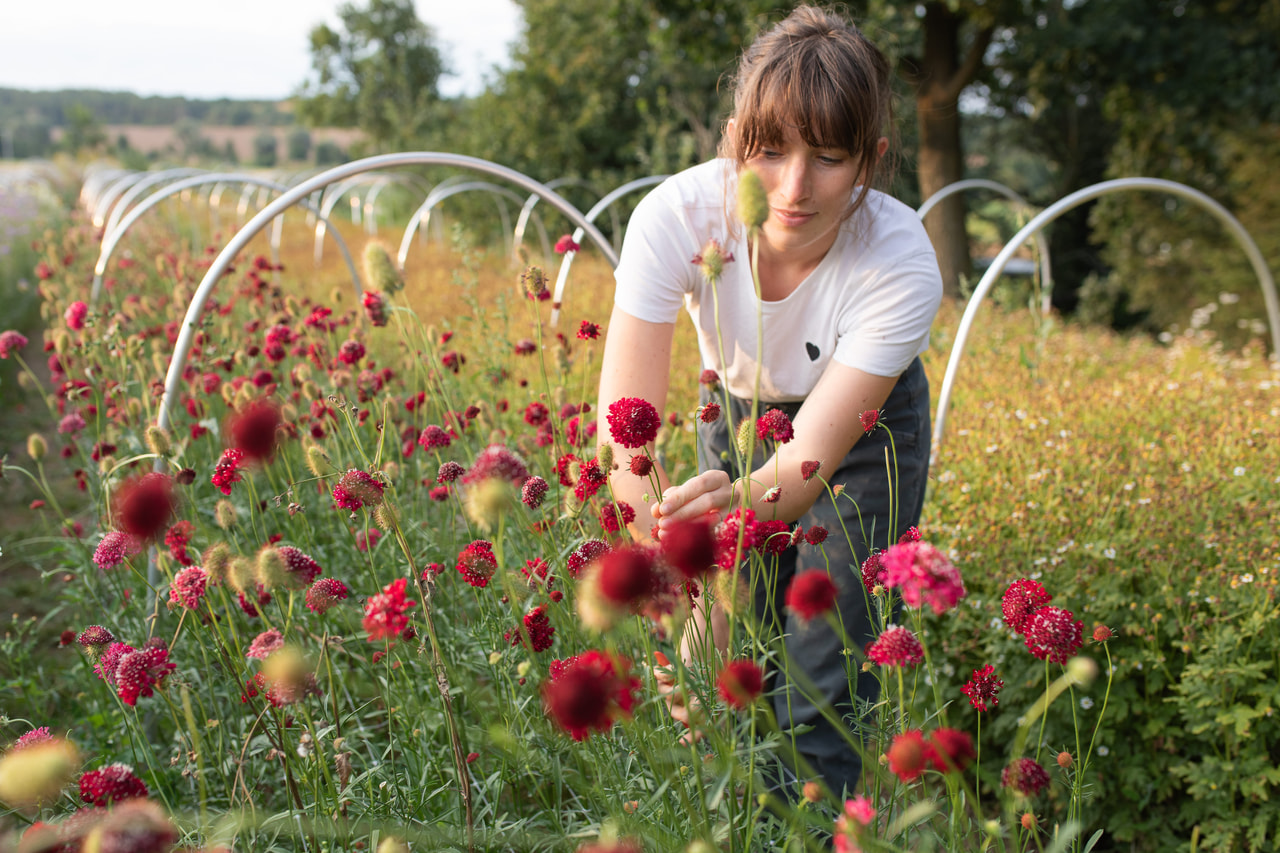 Komeatörmäkukka QIS Scarlet, Loukykvět