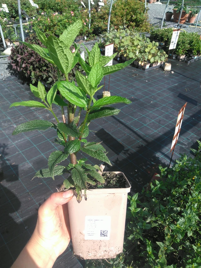 Punalatva Baby Joe - 11. 7. 2025