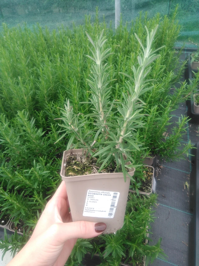 Romero Green Rosi - 2024