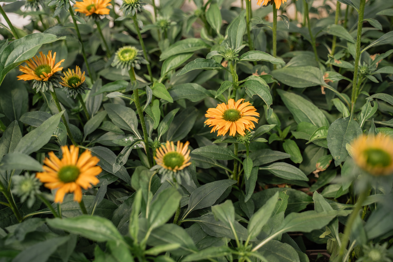 Echinacea SunSeekers Mineola, Loukykvět