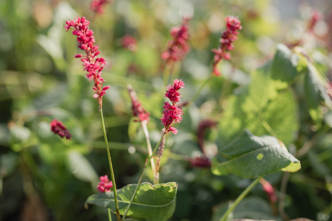 Konnantatar Speciosa, Loukykvět