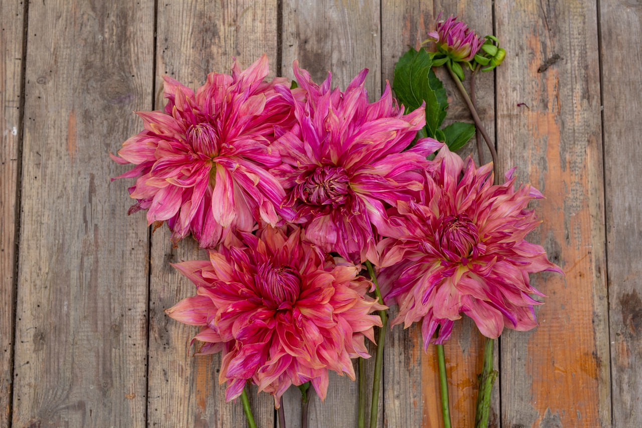 Daalia Penhill Dark Monarch, Loukykvět