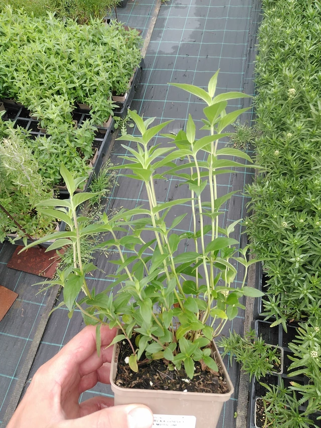 Vuoriminttu Muticum - 7. 7. 2025