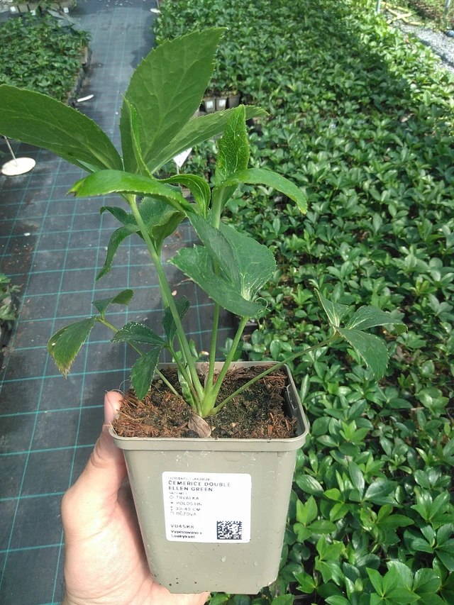 Jouluruusu Double Ellen Green - 24. 6. 2025