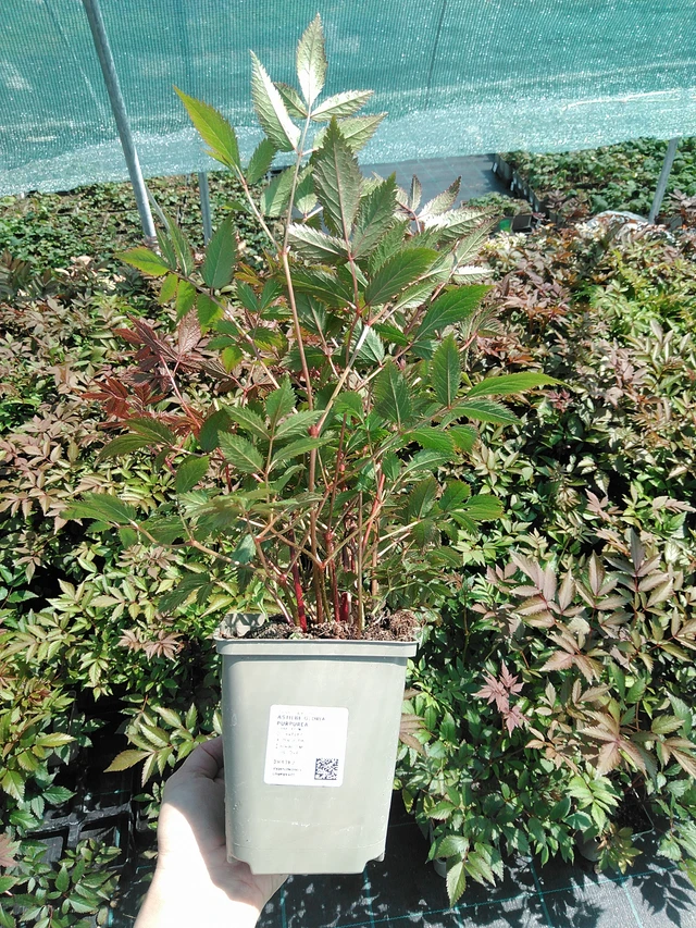 Jaloangervo Gloria Purpurea - 13. 5. 2025