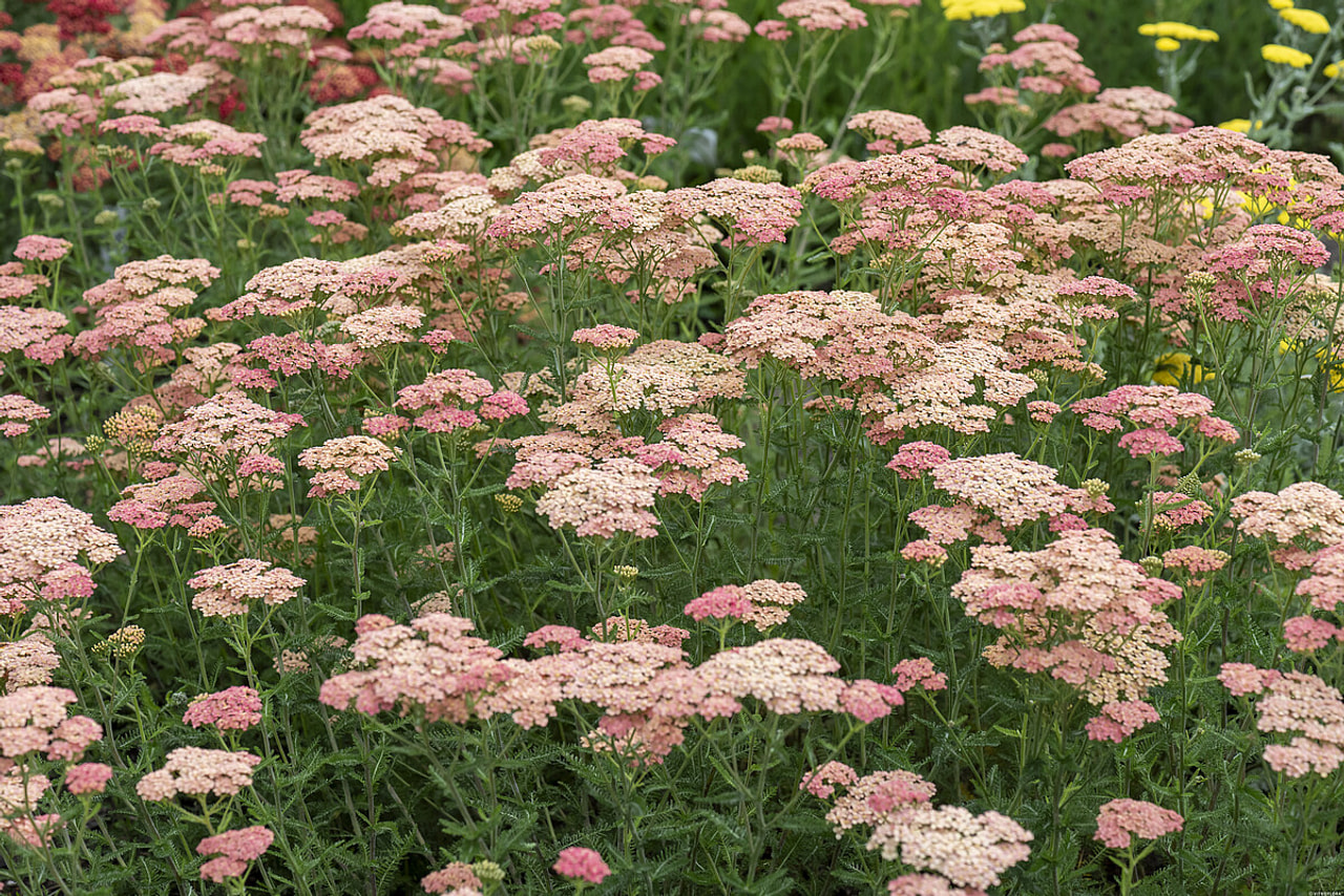 Siankärsämö Lachsschönheit, Loukykvět