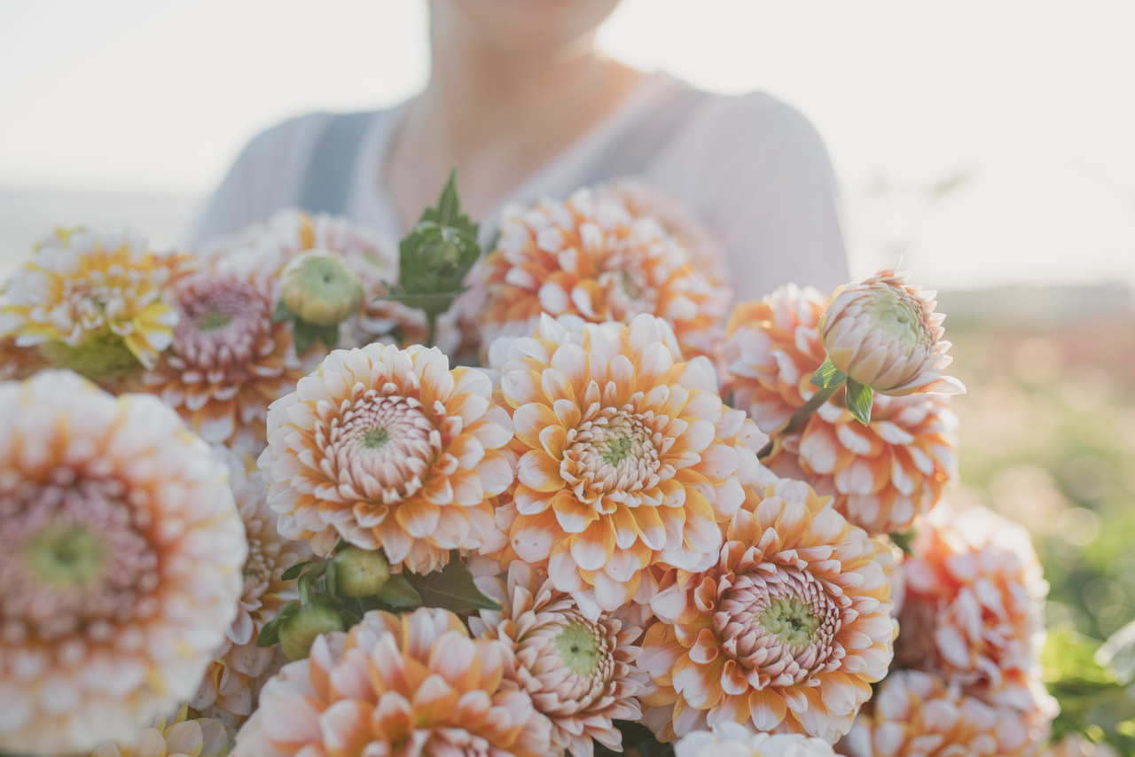 Dalia Tangerine Dream, Loukykvět