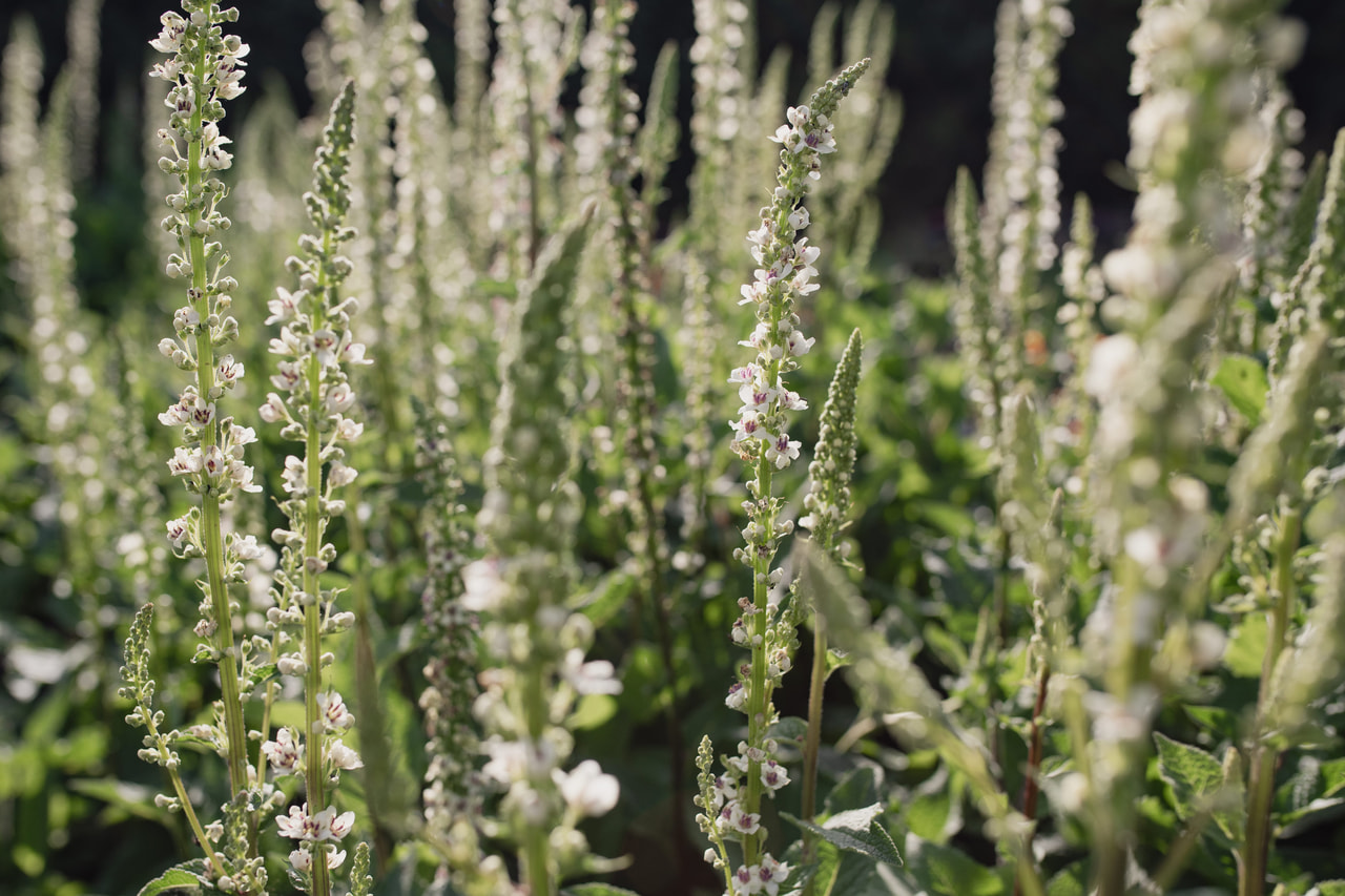 Verbascum Wedding Candles, Loukykvět