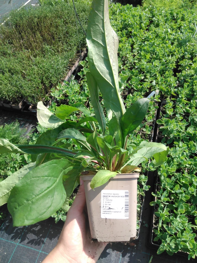 Pipo Husker Red - 2024