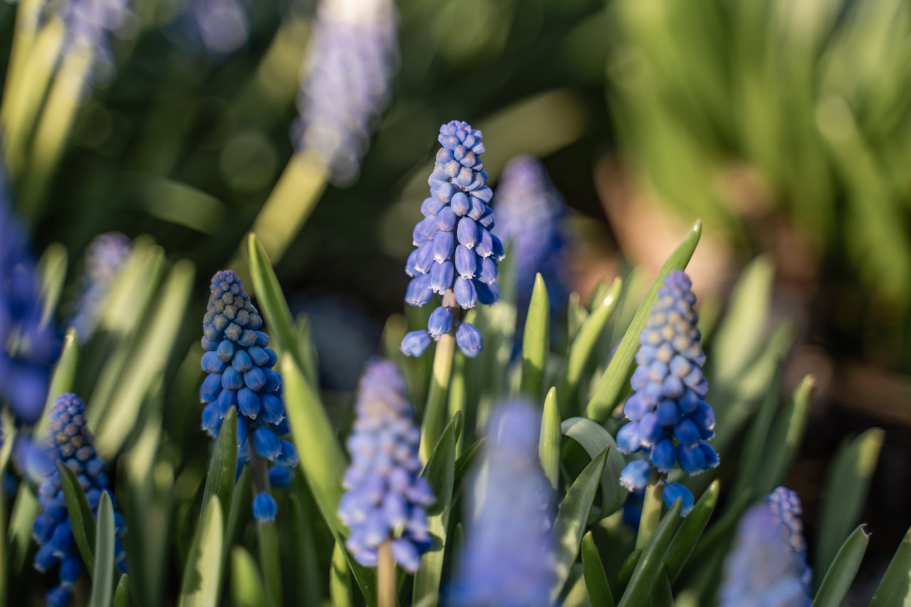 Muscari armeniacum Atlantic, Loukykvět