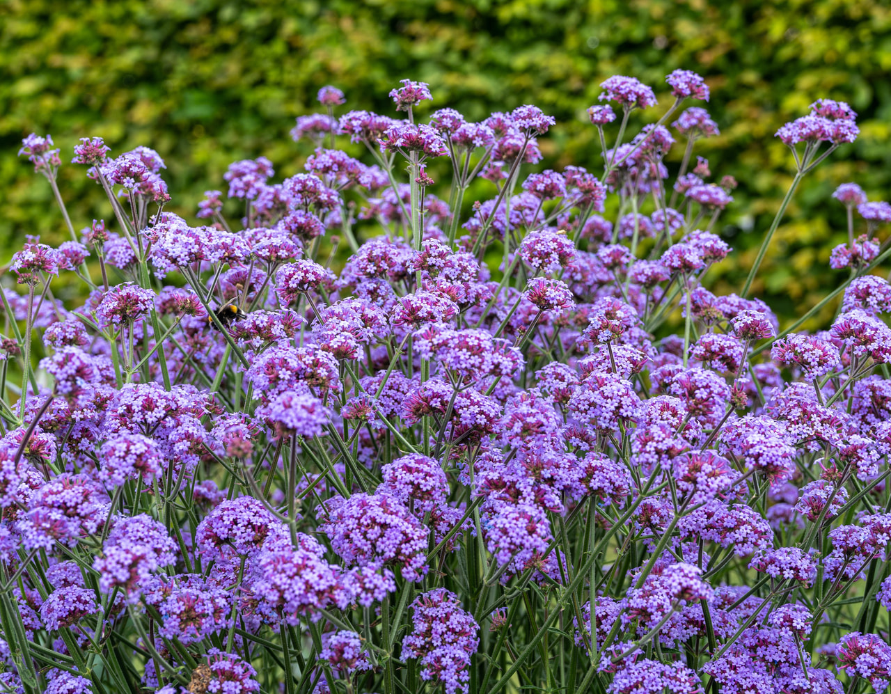 Verbena Flair, Loukykvět