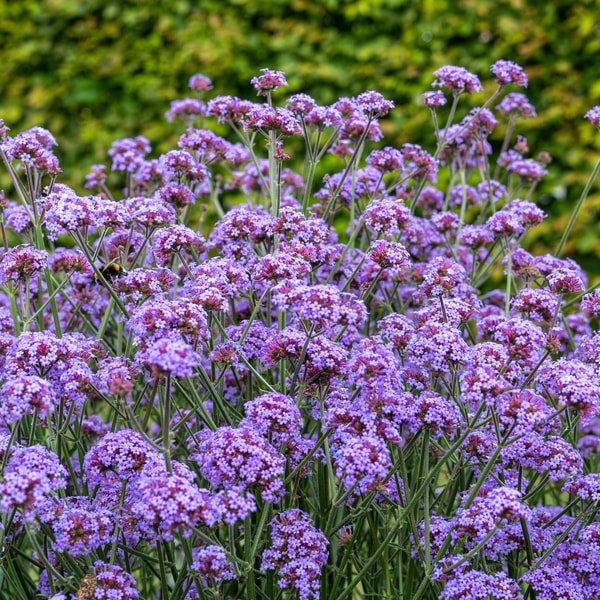 Verbena Flair, Loukykvět