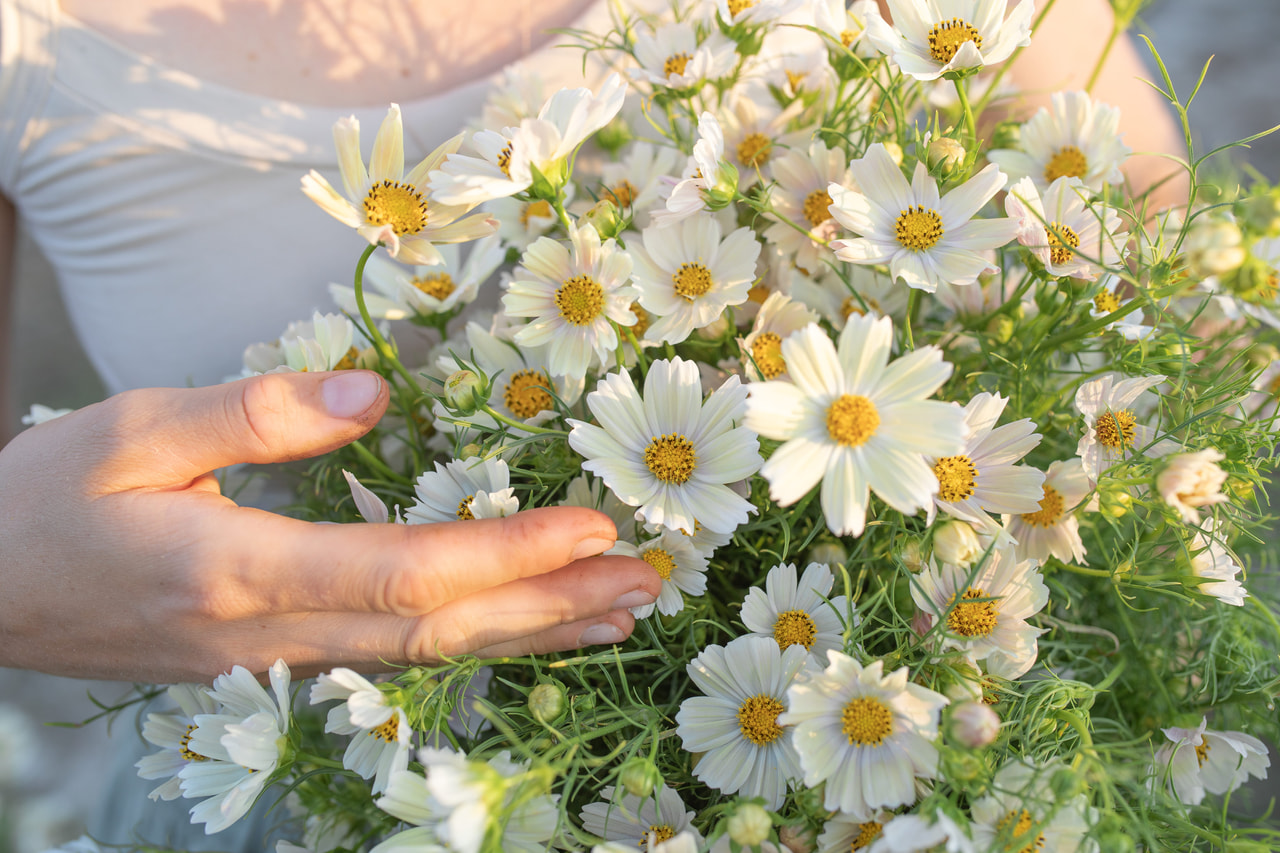 Cosmos Kiiro, Loukykvět