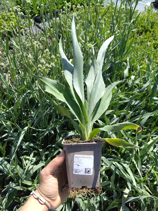 Mannstreu yuccifolium - 11. 8. 2026