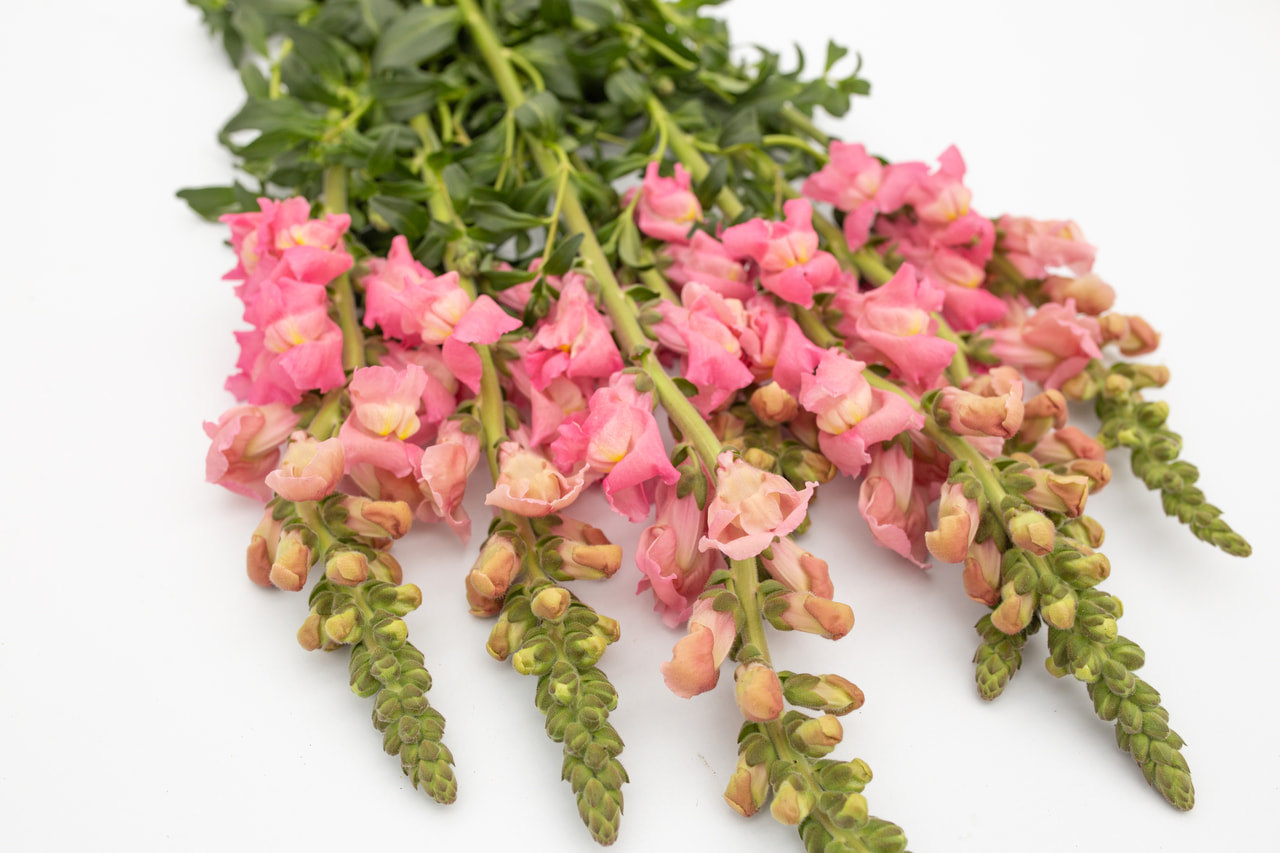 Leijonankita Maryland Yosemite, Loukykvět