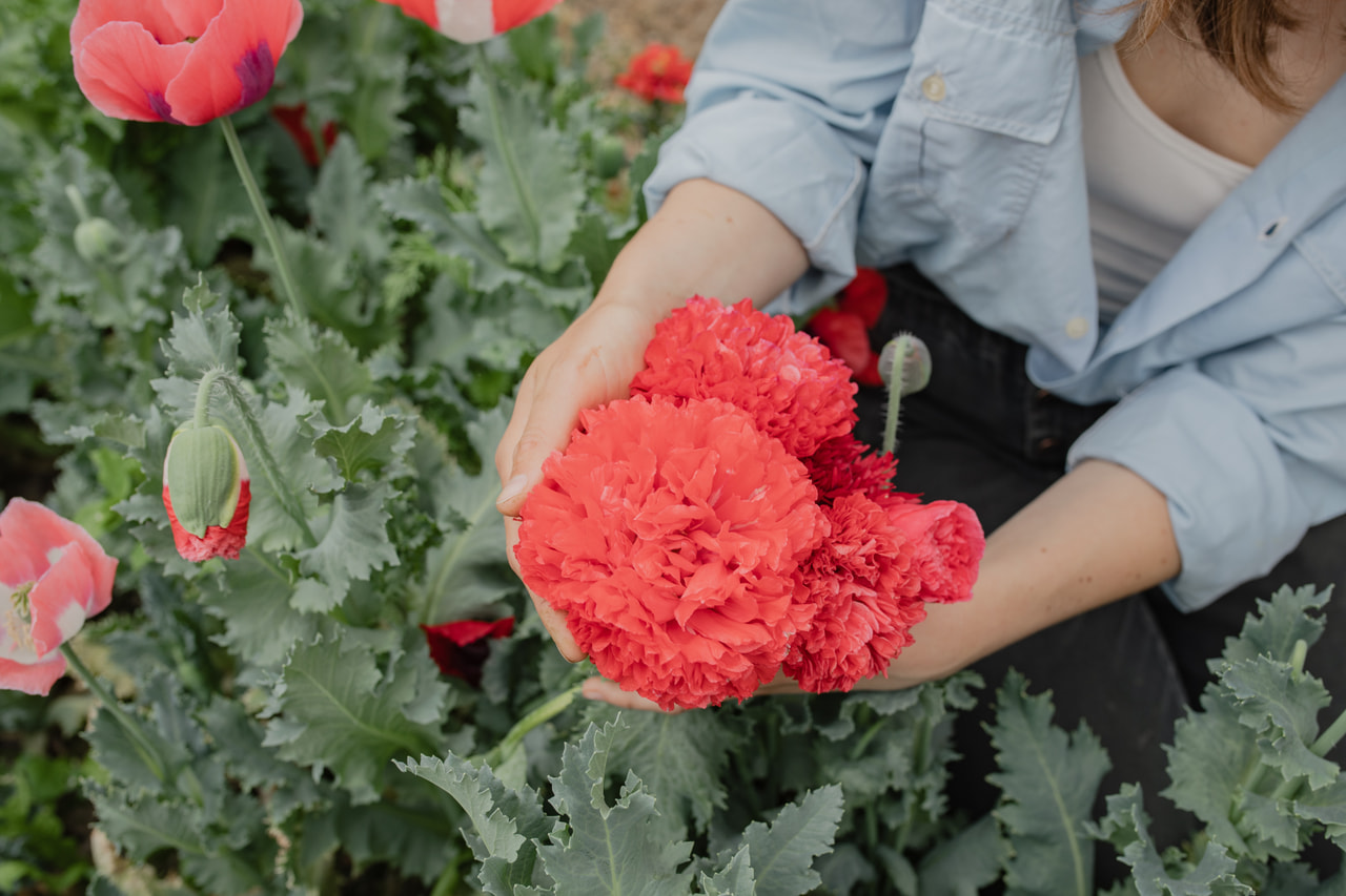 Pæonvalmue Scarlet, Loukykvět