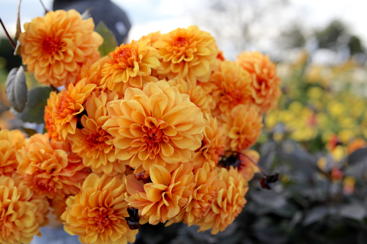 Daalia David Howard, Loukykvět