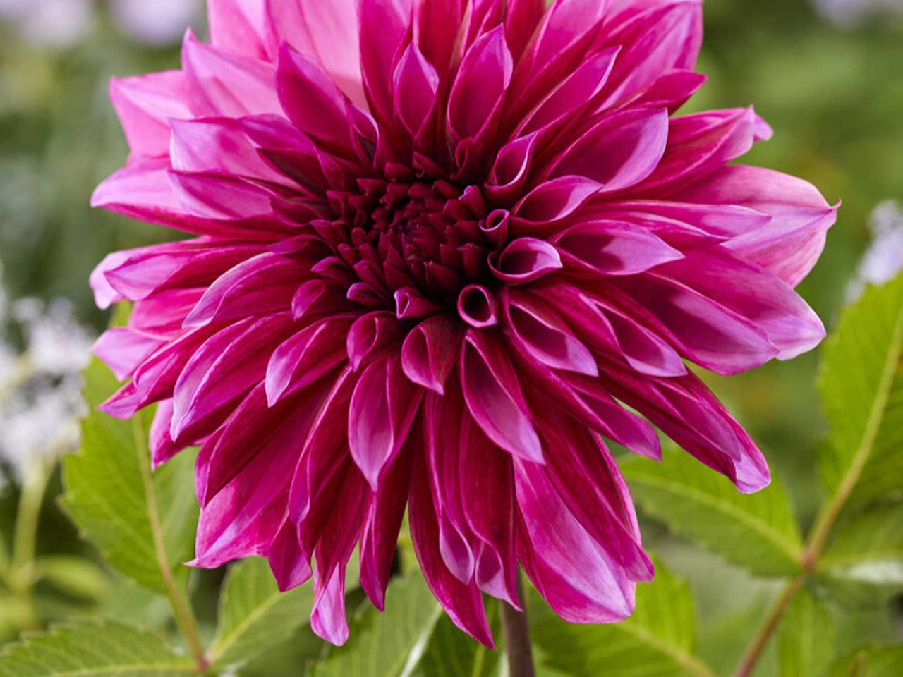 Dahlia Tanita, Loukykvět