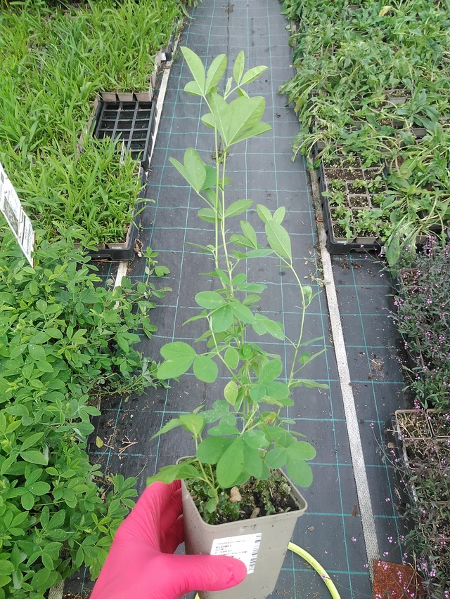 Revonpapu - 30. 7. 2025