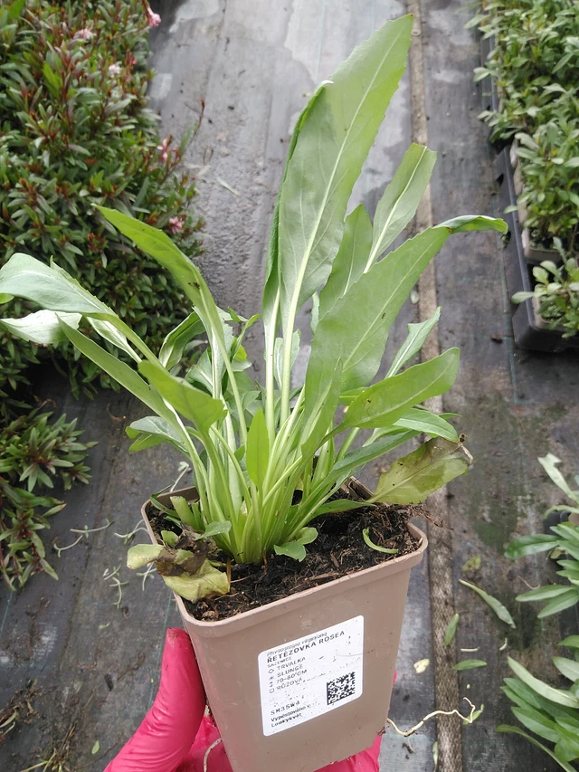 Kellopeippi Rosea - 29. 7. 2025