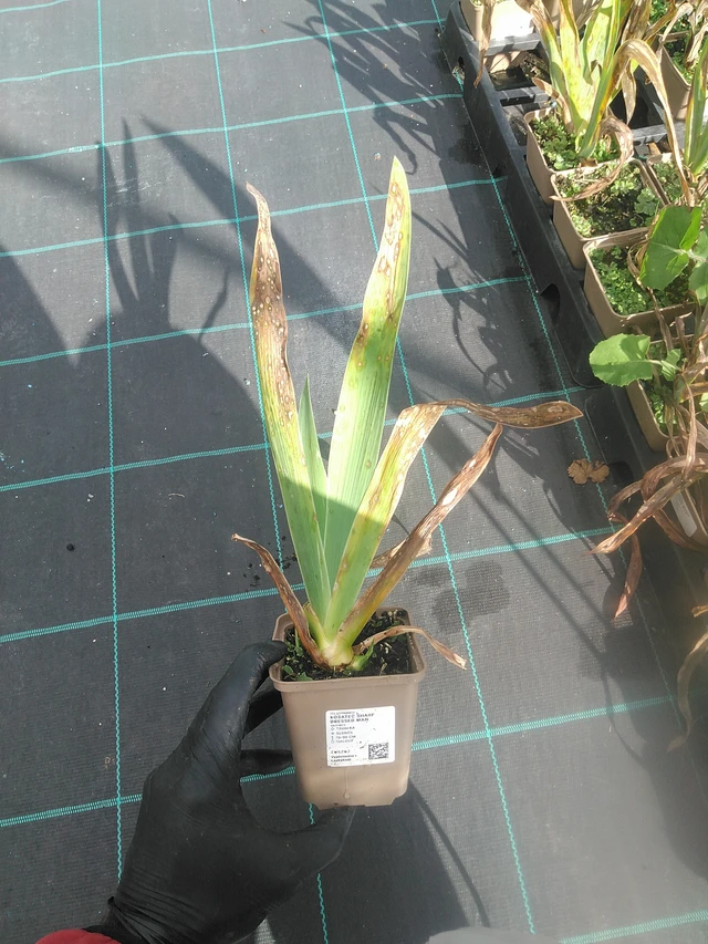 Kurjenmiekka Sharp Dressed Man - 13. 10. 2025