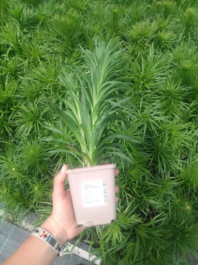 Punatähkä Floristan White - 2024