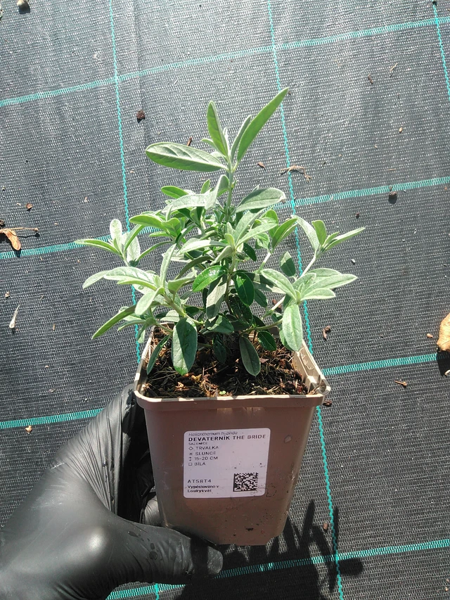 Päivännouto The Bride - 1. 9. 2025