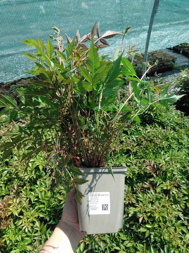 Jaloangervo Washington - 13. 5. 2025