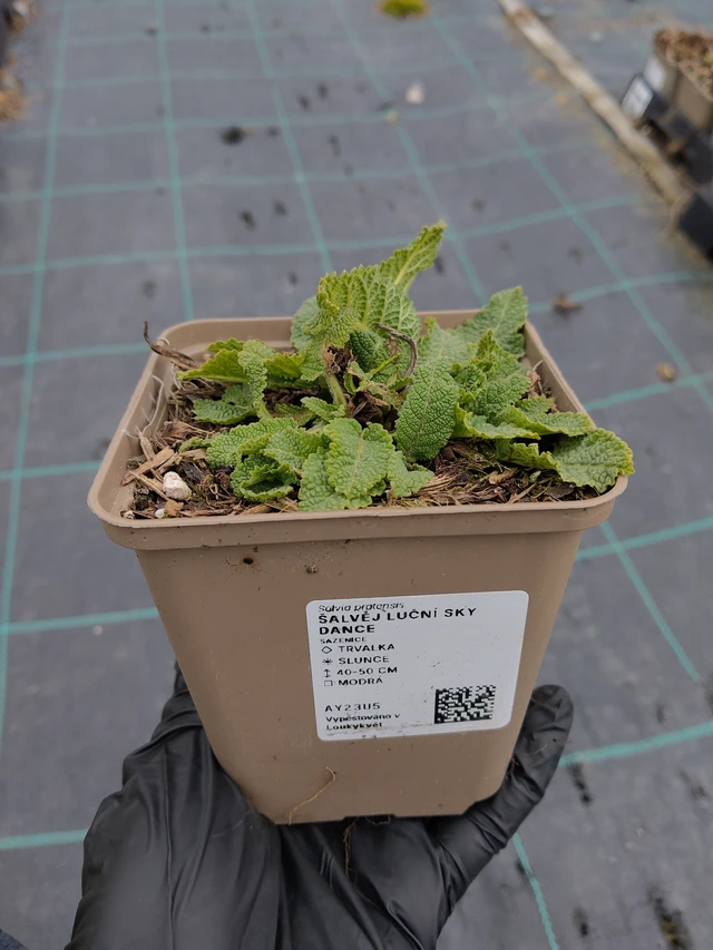 Salvia pratensis Sky Dance - 31. 3. 2026