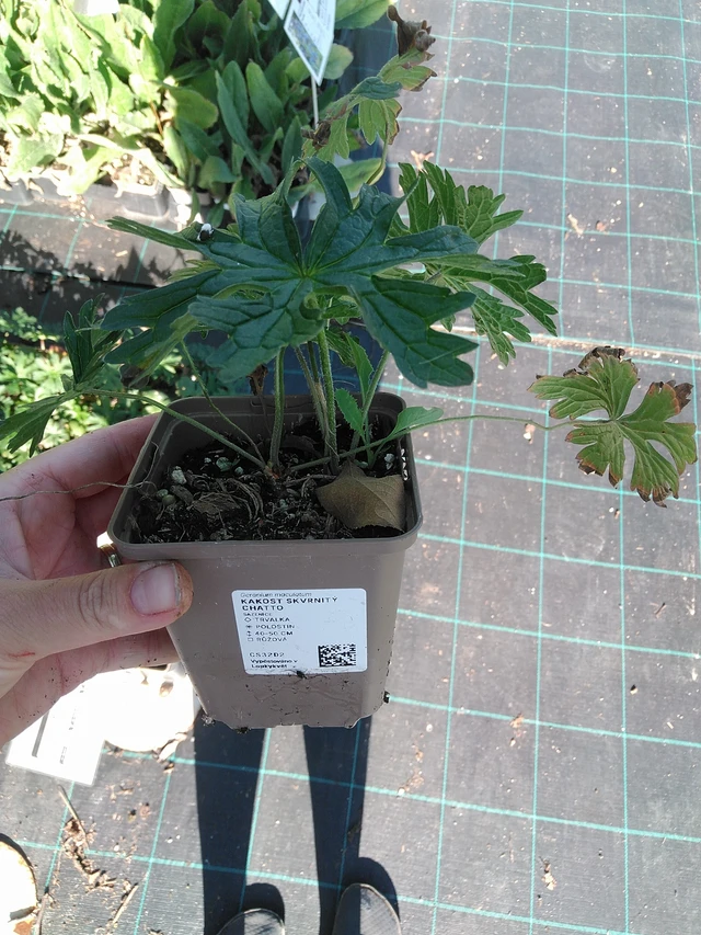 Geranium maculatum Chatto - 19. 8. 2025