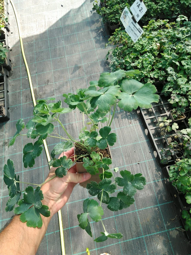 Lehtoakileija Black Barlow - 19. 8. 2025