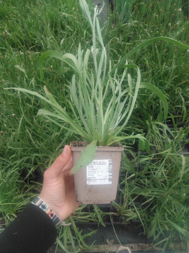 Siniharmaakello Alba - 2024