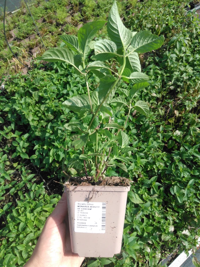 Väriminttu Beauty of Cobham - 2024