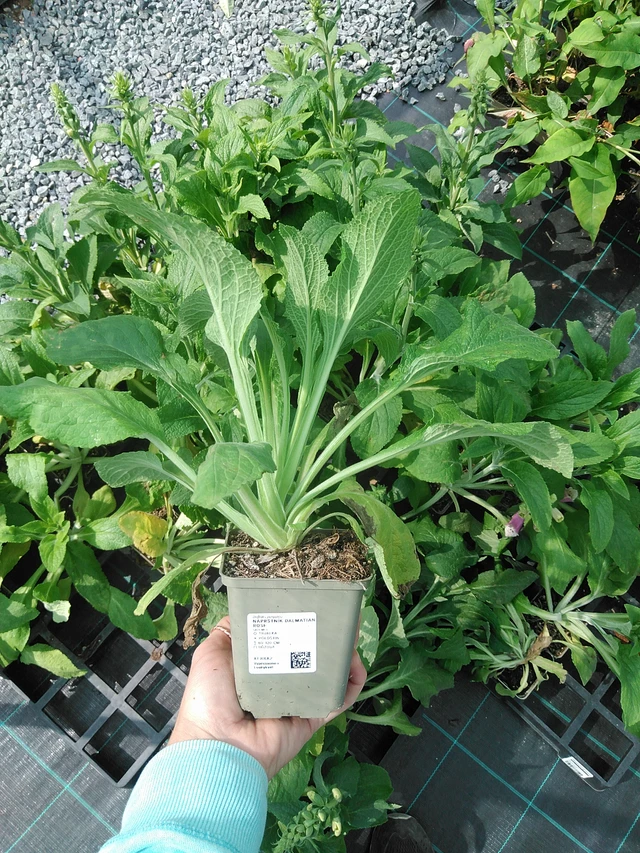 Sormustinkukka Dalmatian Rose - 9. 6. 2025