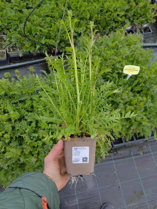 Sinilatva Blue Pearl - 21. 4. 2026