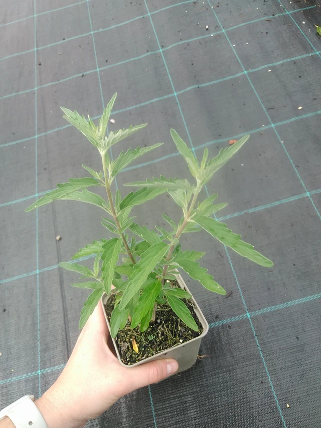 Siniparta Stephi - 17. 7. 2025