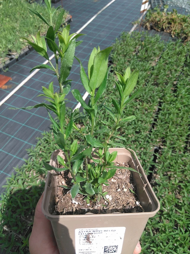 Syysasteri Fellowship - 24. 6. 2025