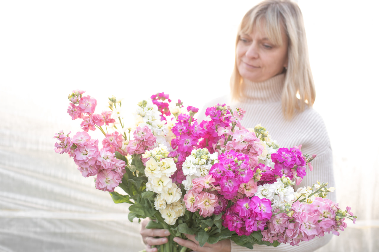 Levkoija StoX Discover Mix, Loukykvět