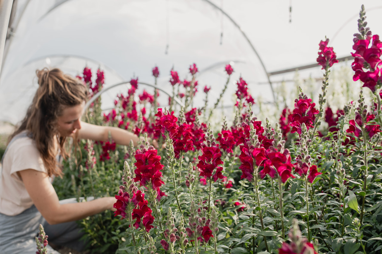 Leeuwenbek Potomac Crimson, Loukykvět
