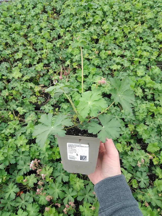 Peittokurjenpolvi Biokovo - 9. 6. 2025