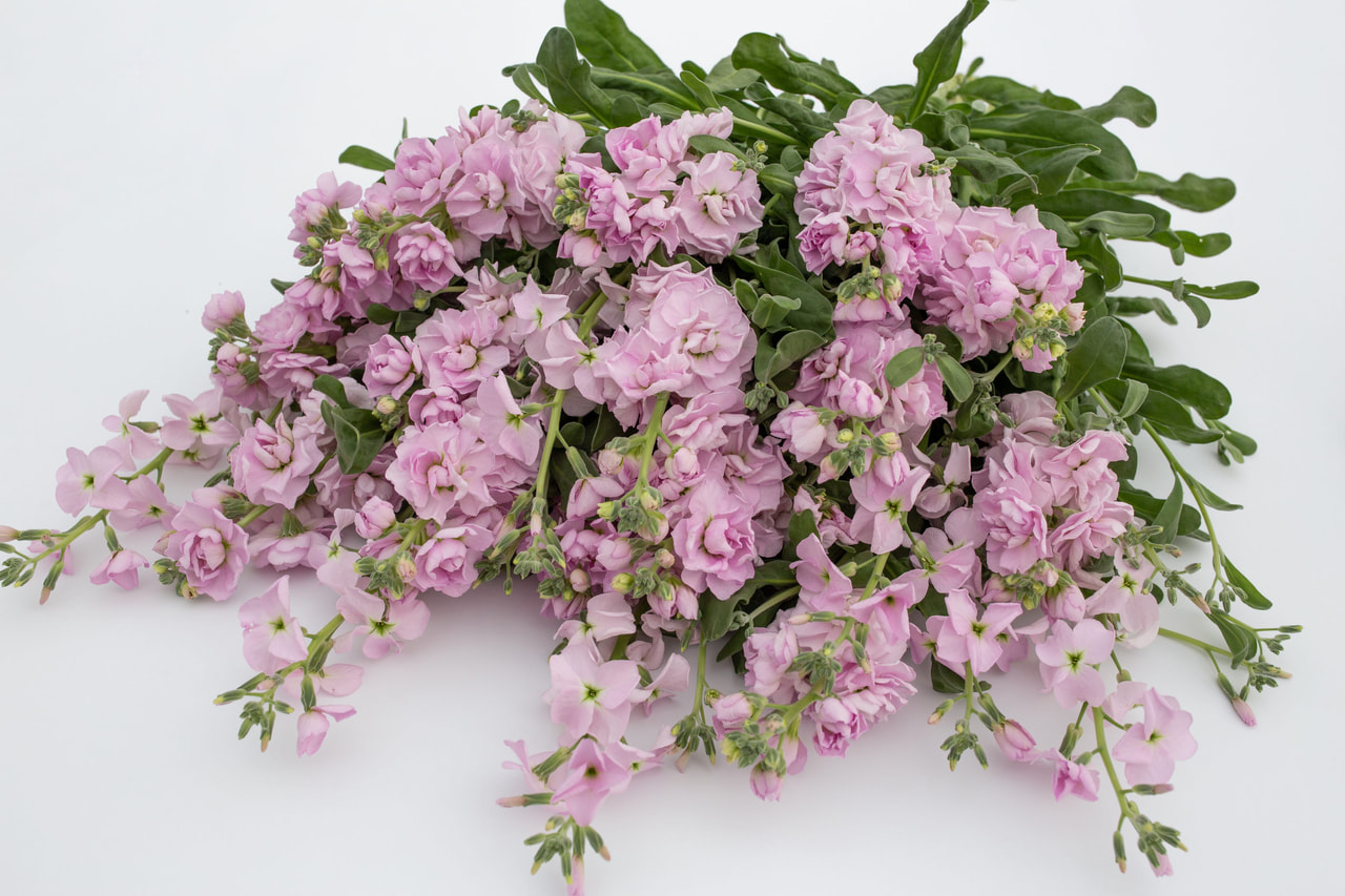 Stock Quartet Cherry, Loukykvět