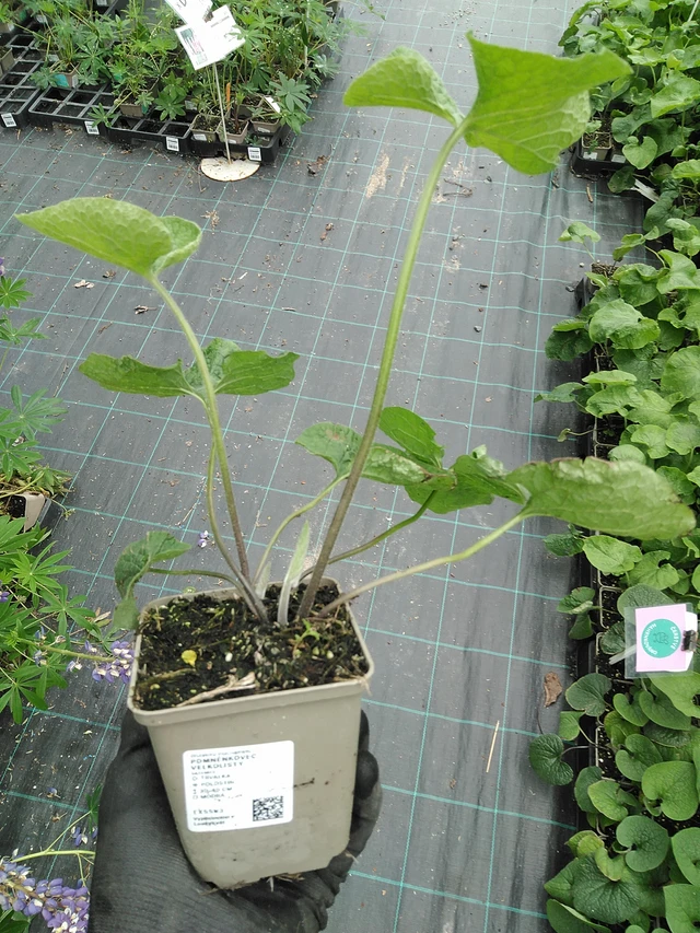 Brunnera macrophylla - 2. 6. 2025