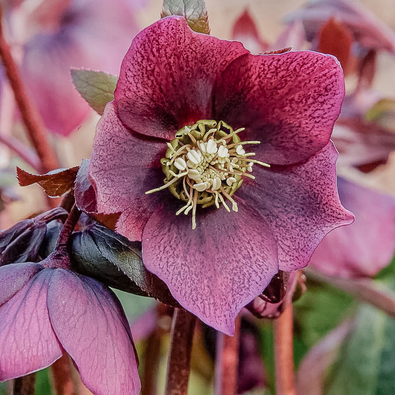 Jouluruusu Pretty Ellen Purple, Loukykvět